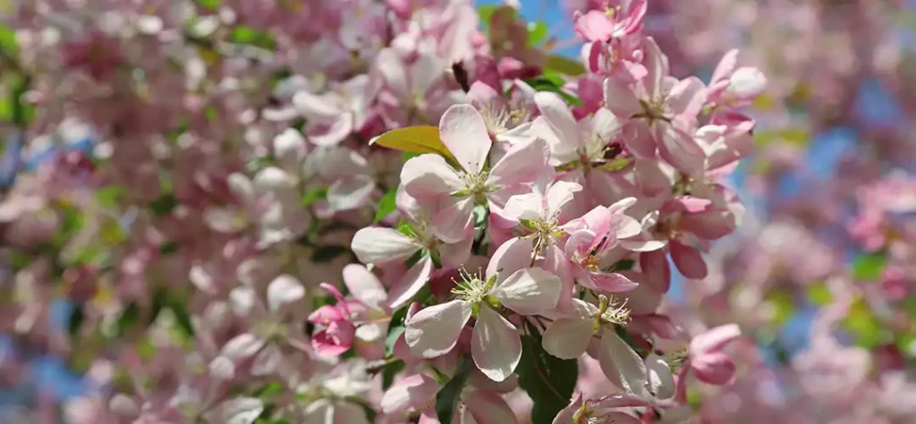 Pink flowers on a tree against a blue sky.