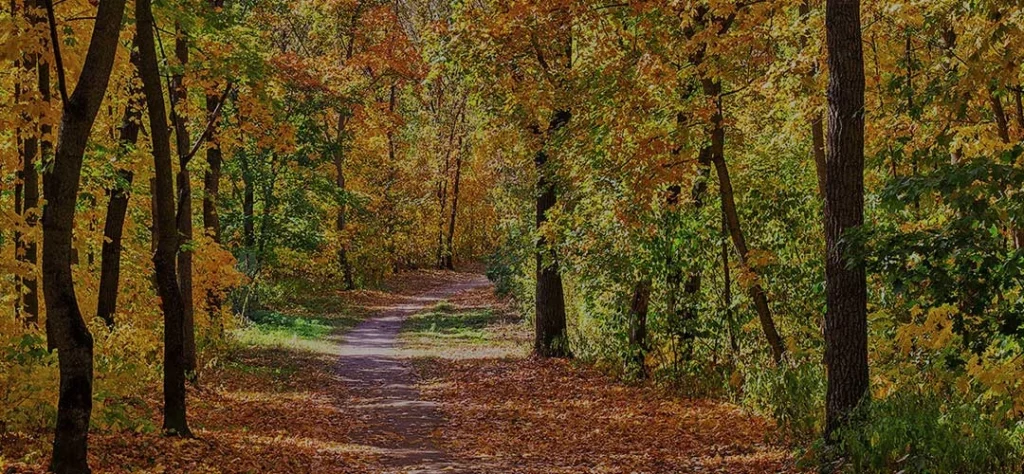 A path in the woods is covered in autumn leaves.