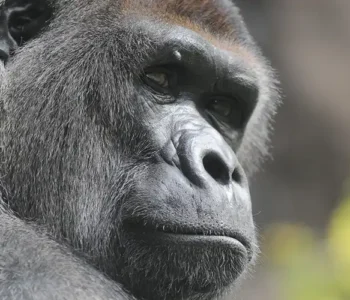ape looking over its shoulder